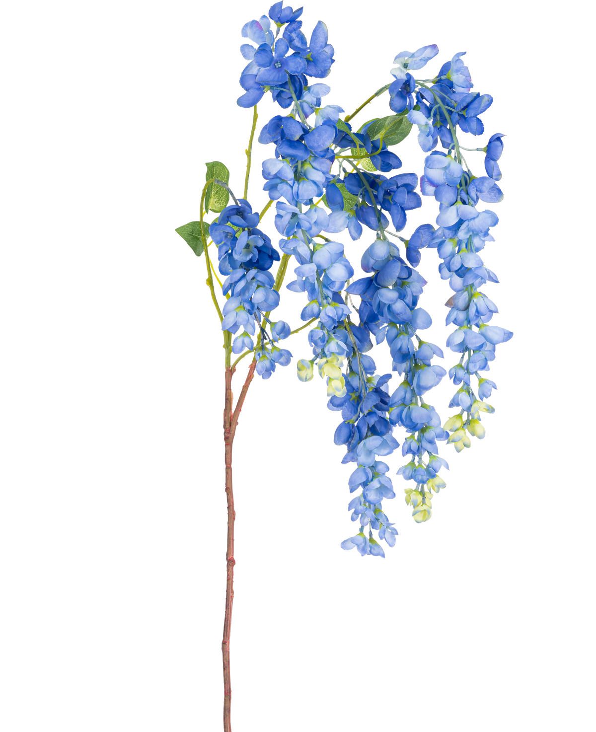 En enkelt 115 cm kunstig Wisteria-stængel med levende blåregnblomster og grønne blade på en lang, slank brun stilk, isoleret på en hvid baggrund.