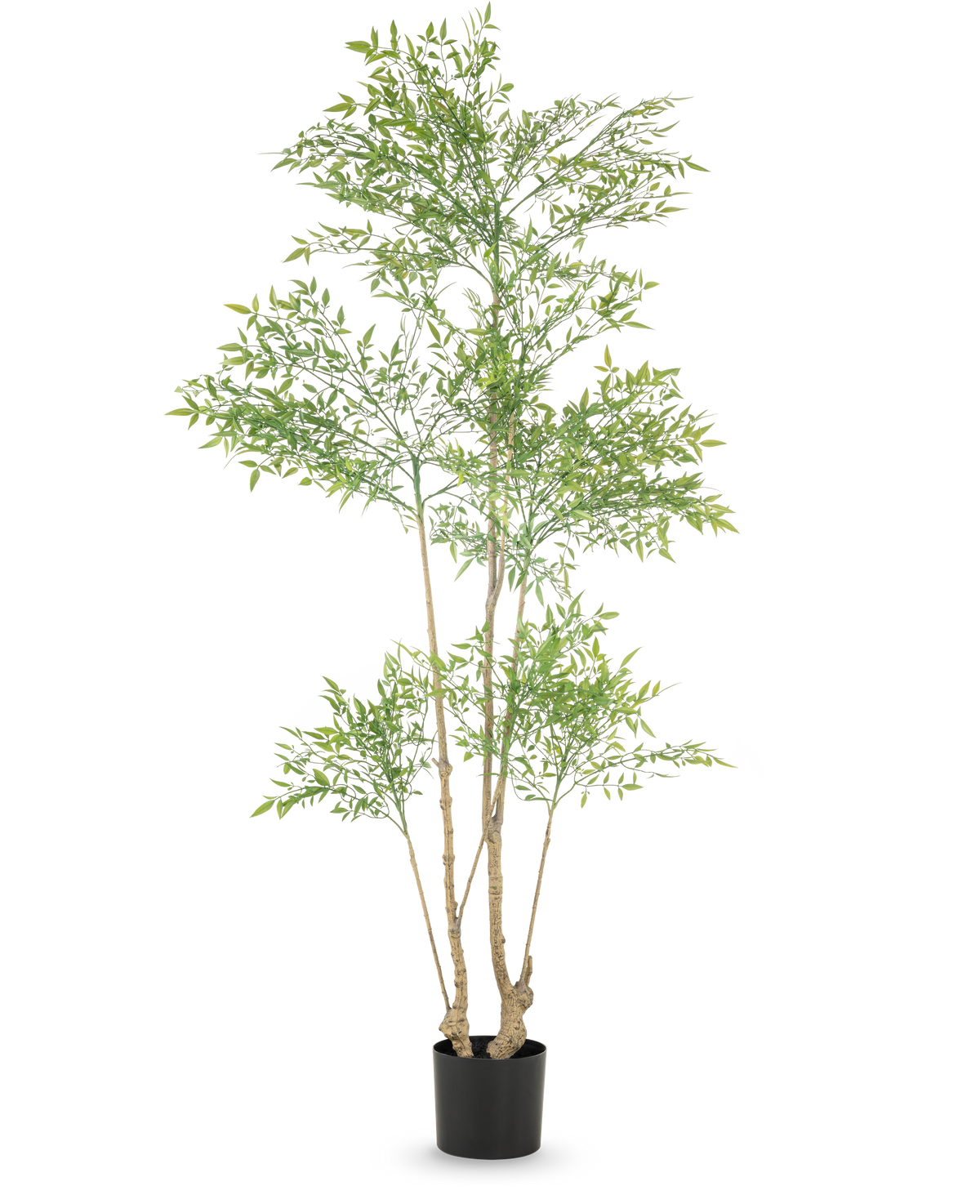 Den kunstige plante Ruscus 180 cm er en høj kunstig plante med flere slanke stammer og rigelige små grønne blade, vist i en simpel sort potte mod en hvid baggrund.