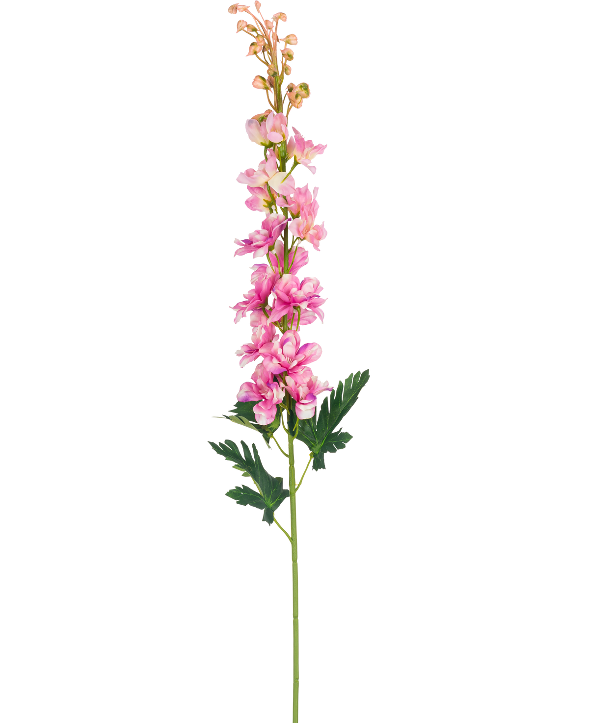 En enkelt kunstig blomst Delphinium 79 cm pink blomst med grønne, dybt fligede blade, isoleret på en hvid baggrund.