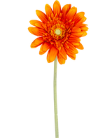 De Kunstbloem Gerbera 53 cm oranje heeft een levendige oranje gerbera met gelaagde bloemblaadjes en een geel hart, op een lange groene steel tegen een effen witte achtergrond.