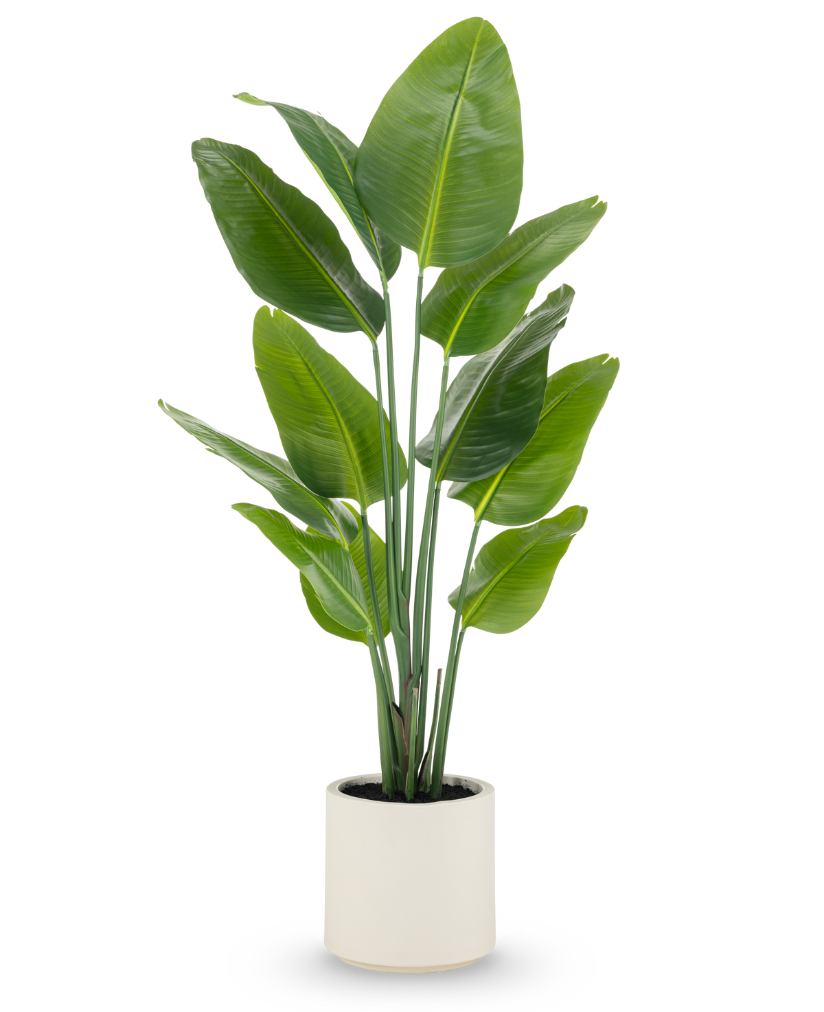 Den kunstige plante Strelitzia Real Touch, 150 cm høj med brede grønne blade og flere stængler, leveres færdiglavet i en beige potte - en naturtro potteplante ideel til moderne rum.
