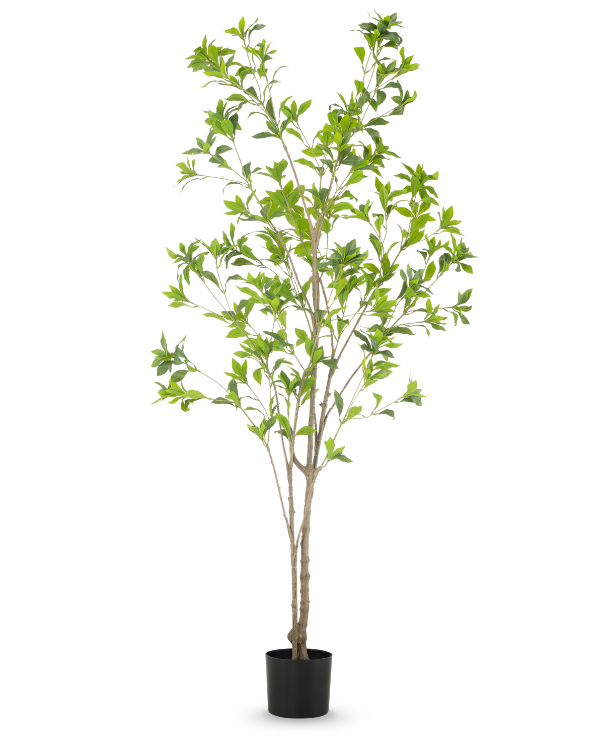 Den kunstige plante Pieris Japonica 180 cm er et højt kunstigt træ i en potte med flere slanke brune stammer og frodige grønne blade mod en almindelig hvid baggrund.