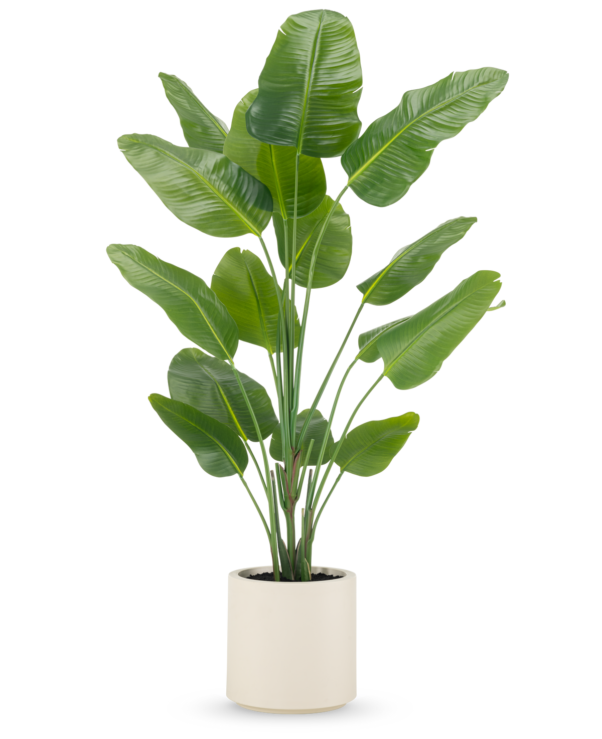 Kunstplanten Strelitzia Real Touch 180 cm leveres færdiglavet i en beige potte, med høje, opretstående stængler med store, blanke grønne blade mod en almindelig hvid baggrund.