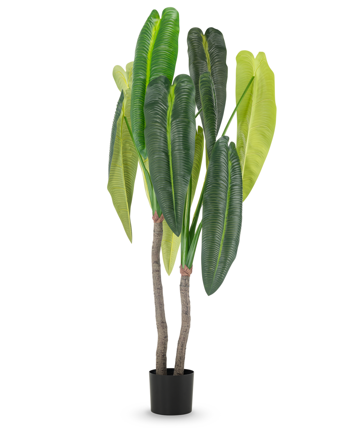 Kunstplanten Anthurium 180 cm har to brune stængler og store, aflange grønne blade i forskellige nuancer, i en lille sort potte mod hvid baggrund.