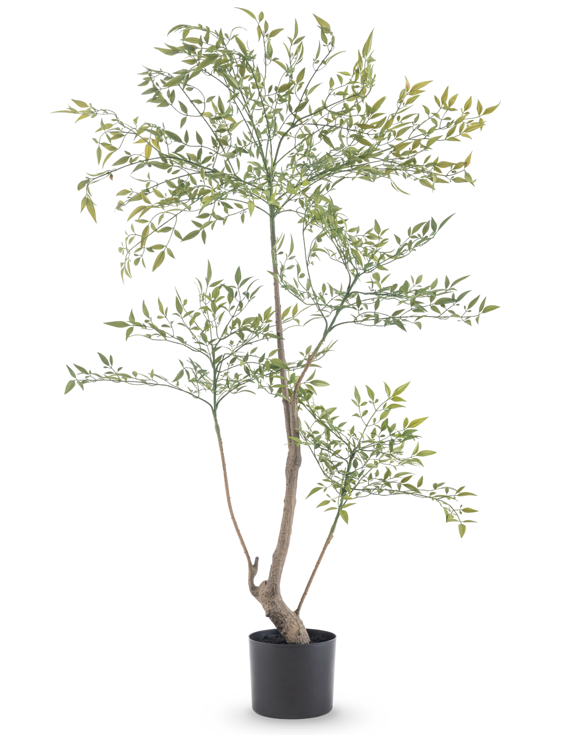 Artificial Ruscus 120 cm er en høj, slank kunstig plante med lange tynde grene med mange små grønne blade. Den står i en enkel sort potte og bringer realistisk grønt til ethvert rum uden behov for vedligeholdelse.
