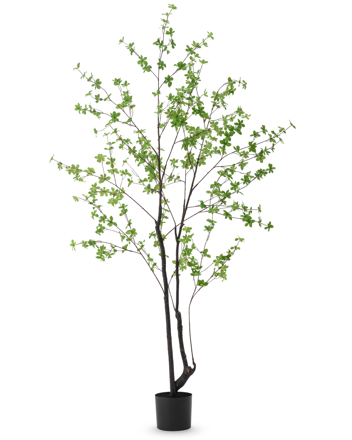 Den kunstige plante Enkianthus 210 cm har et højt, slankt design med mørke stængler og grene dekoreret med små lysegrønne blade, mod en almindelig hvid baggrund.