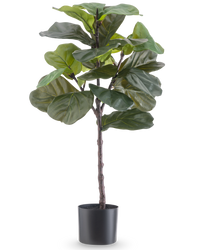 Ficus Tobaksplante Deluxe 90 cm