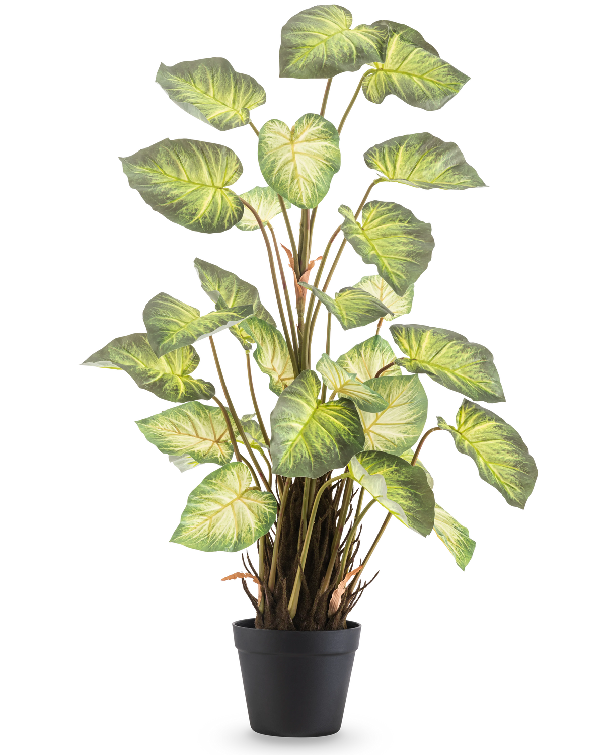 Den kunstige plante Alocasia Odora 90 cm har store, grønne, hjerteformede blade og flere stængler i en simpel sort potte, mod en almindelig hvid baggrund.