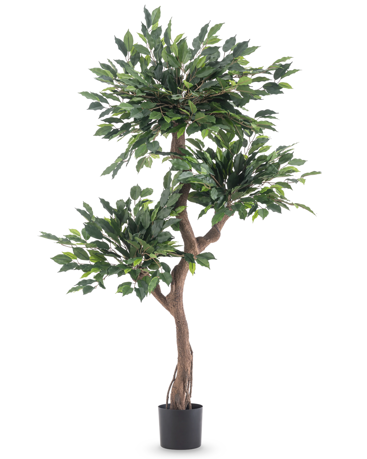Den kunstige plante Ficus Crazy 150 cm er et højt kunstigt træ med tre bundter af tætte grønne blade og en snoet brun stamme, i en simpel sort potte mod en hvid baggrund.