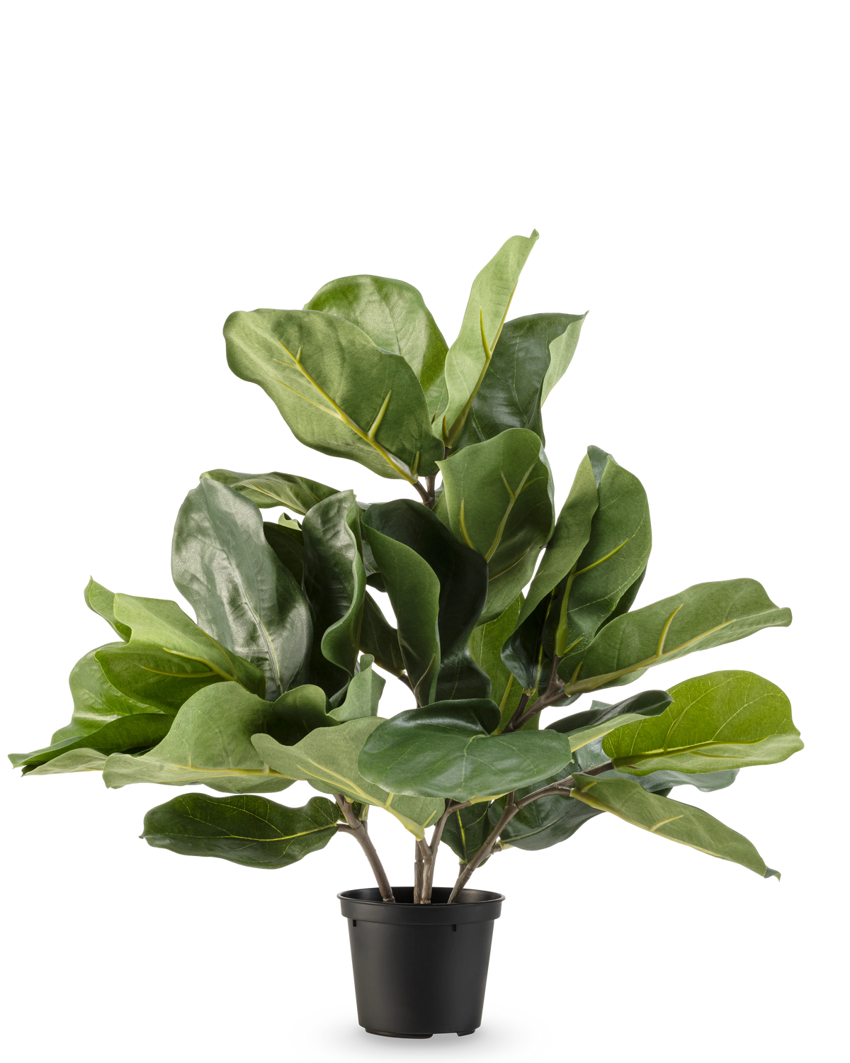 Artificial Tobacco Plant Fiddle Leaf UV 45 cm har store, blanke grønne blade og tykke stængler i en sort plastikpotte, mod en almindelig hvid baggrund.