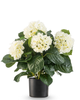 Den kunstige hortensia UV 43 cm hvid plante har frodige grønne blade og store hvide hortensia blomster i en sort potte, mod en almindelig hvid baggrund.