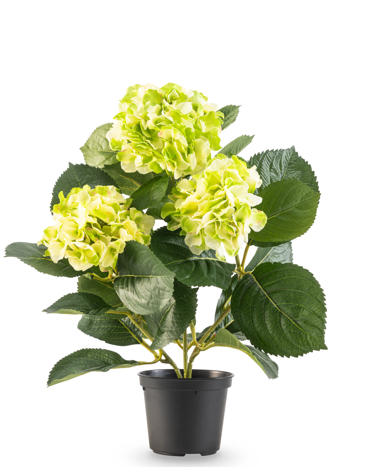 Artificial Hortensia Green UV 35 cm har tre bundter af lyse gulgrønne blomster og store dybgrønne blade, alle i en potte mod en hvid baggrund.