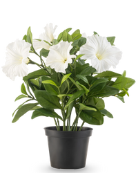 Kunstig petunia-plante 25 cm hvid