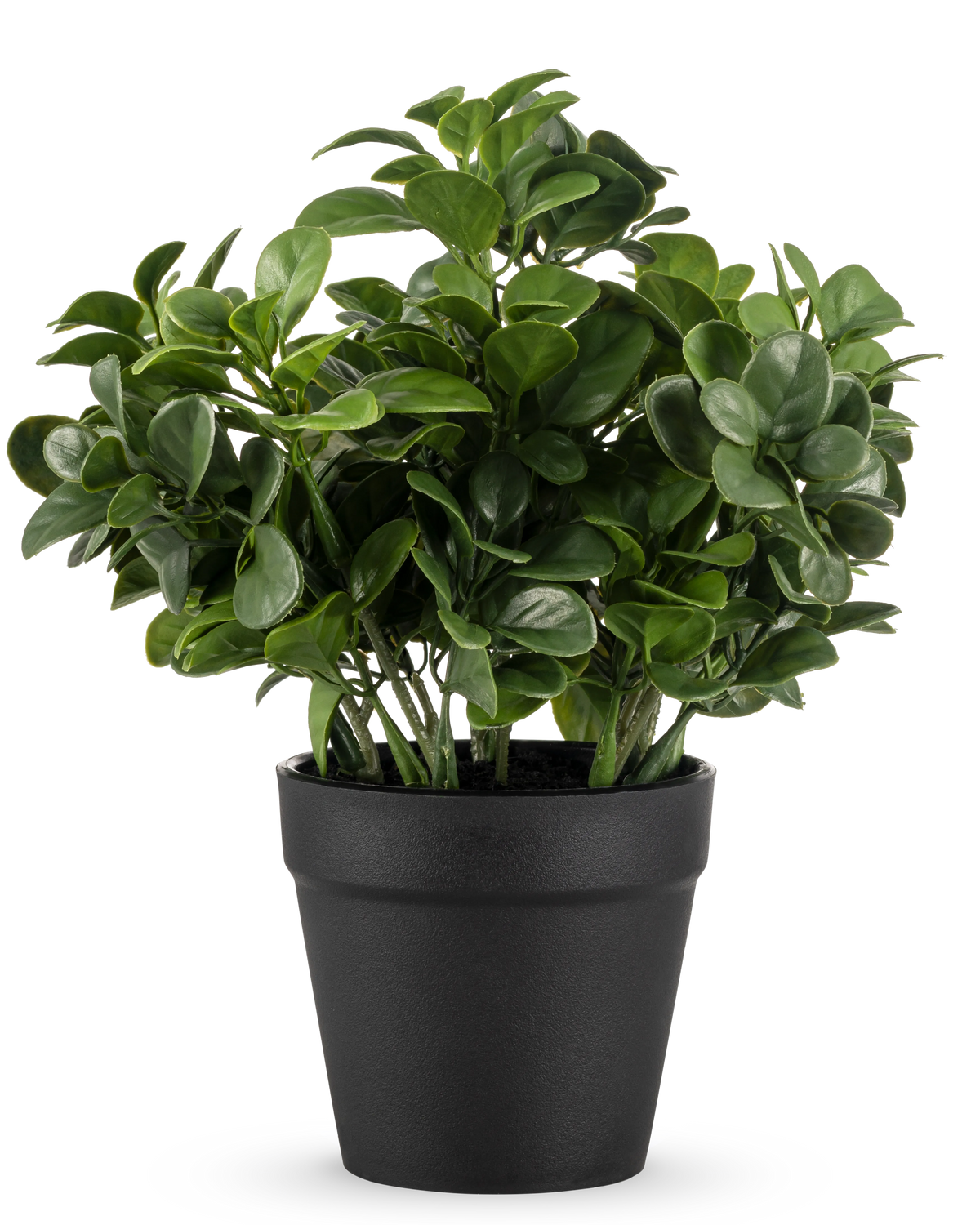 Den kunstige Peperomia-plante 20 cm har frodige, runde grønne blade og kommer i en enkel sort potte mod en almindelig hvid baggrund.