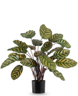 De Kunstplant Calathea Makoyana UV 60 cm rood is een kunstplant met grote, ovale groene bladeren met gele strepen tegen een effen witte achtergrond.