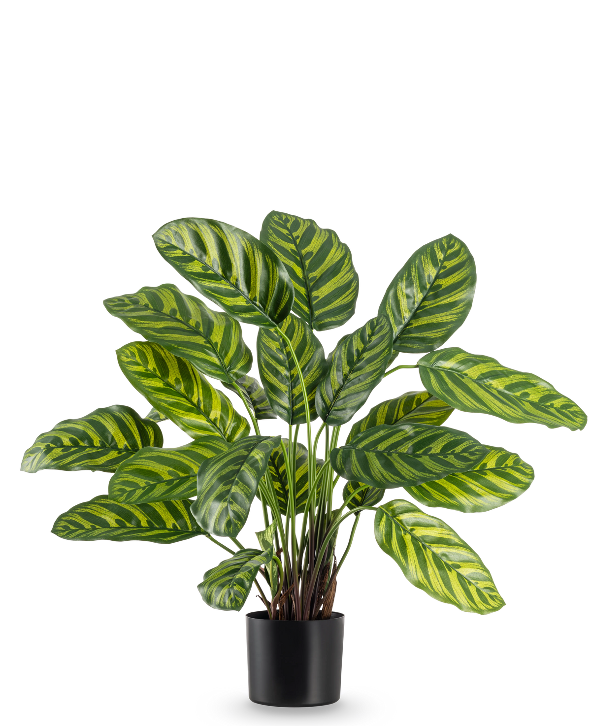 Den kunstige plante Calathea Makoyana 60 cm har store, levende grønne blade med lysegrønne og gule striber, i en stilfuld urtepotte mod en almindelig hvid baggrund.