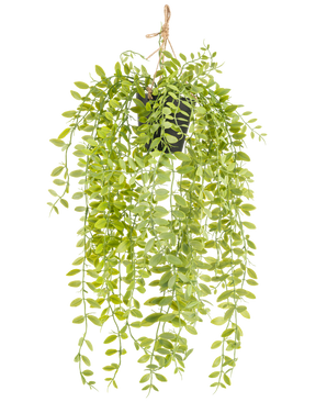 De Kunst hangplant Pumila in pot 55 cm heeft lange, hangende stengels met kleine, ovale, groene bladeren, in een zwarte pot met een touw tegen een witte achtergrond.