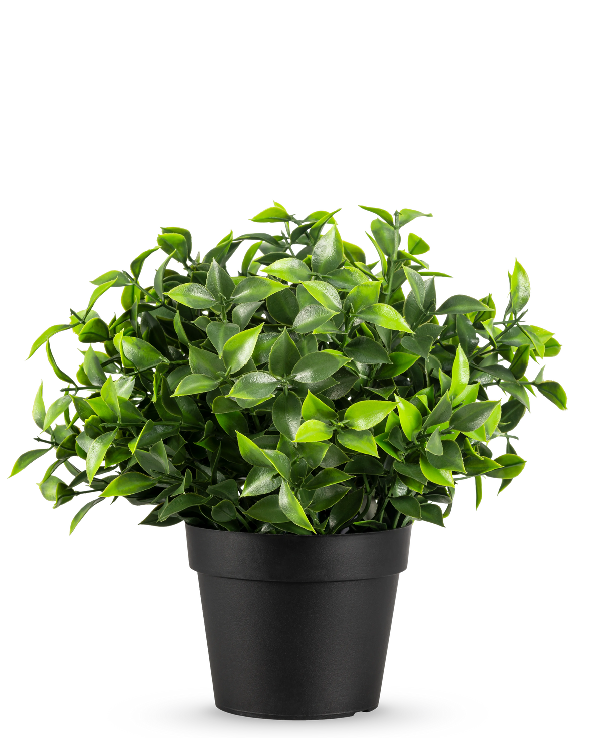 Kunstplanten Photonia i potte UV 22 cm har små, spidse grønne blade i en simpel sort potte, mod en almindelig hvid baggrund.
