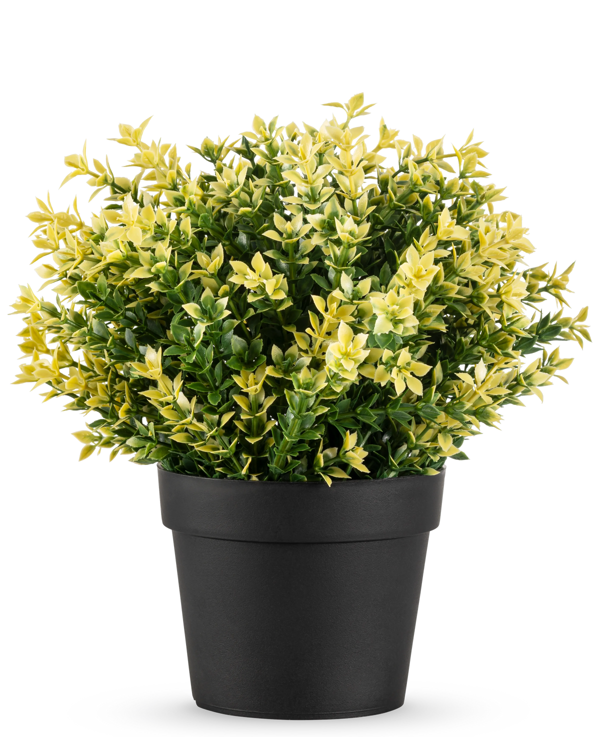 Kunstplanten Buxus gul UV 22 cm UV er en lille potteplante med tætte grønne og gule blade i en simpel sort potte, mod en almindelig hvid baggrund.