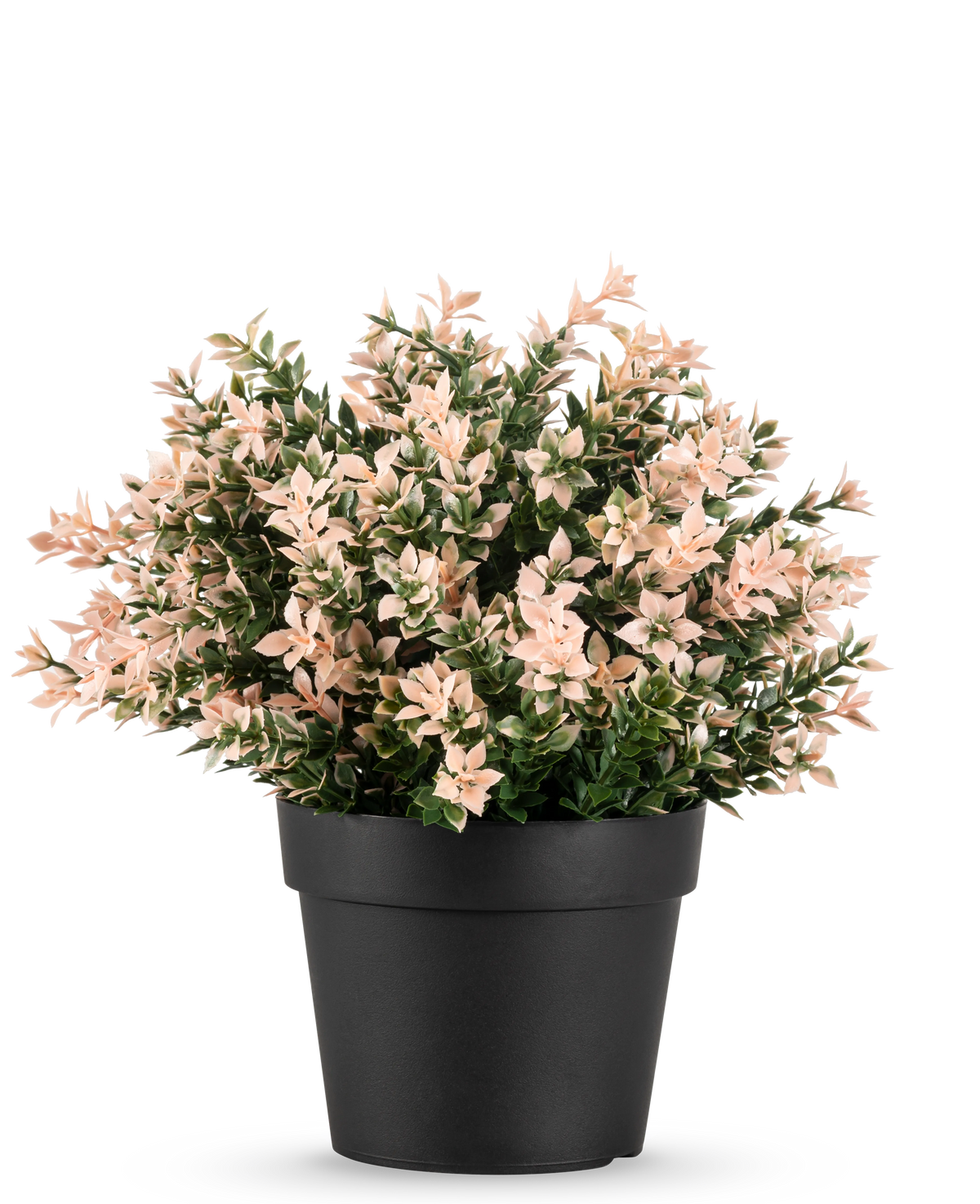 Den kunstige buksbom pink UV 22 cm har tætte, små lyserøde og grønne blade i en almindelig sort potte, mod en hvid baggrund.