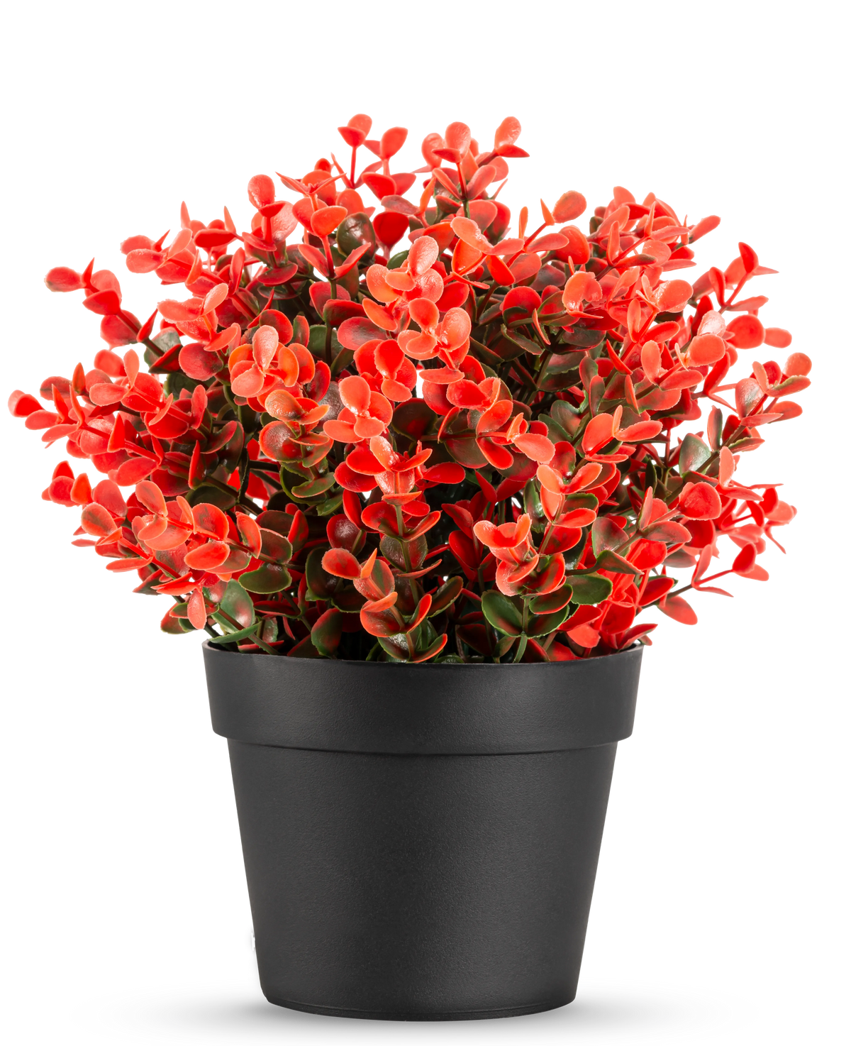 Den kunstige plante Buxus rød i potte UV 19 cm er en kompakt sort urtepotte med en frodig blanding af røde og grønne kunstige blade mod en almindelig hvid baggrund.