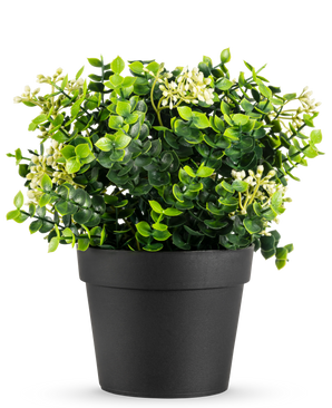 De Kunstplant Eucalyptus mix UV 22 cm heeft heldergroene bladeren en kleine witte bloemen in een eenvoudige zwarte pot, tegen een witte achtergrond.
