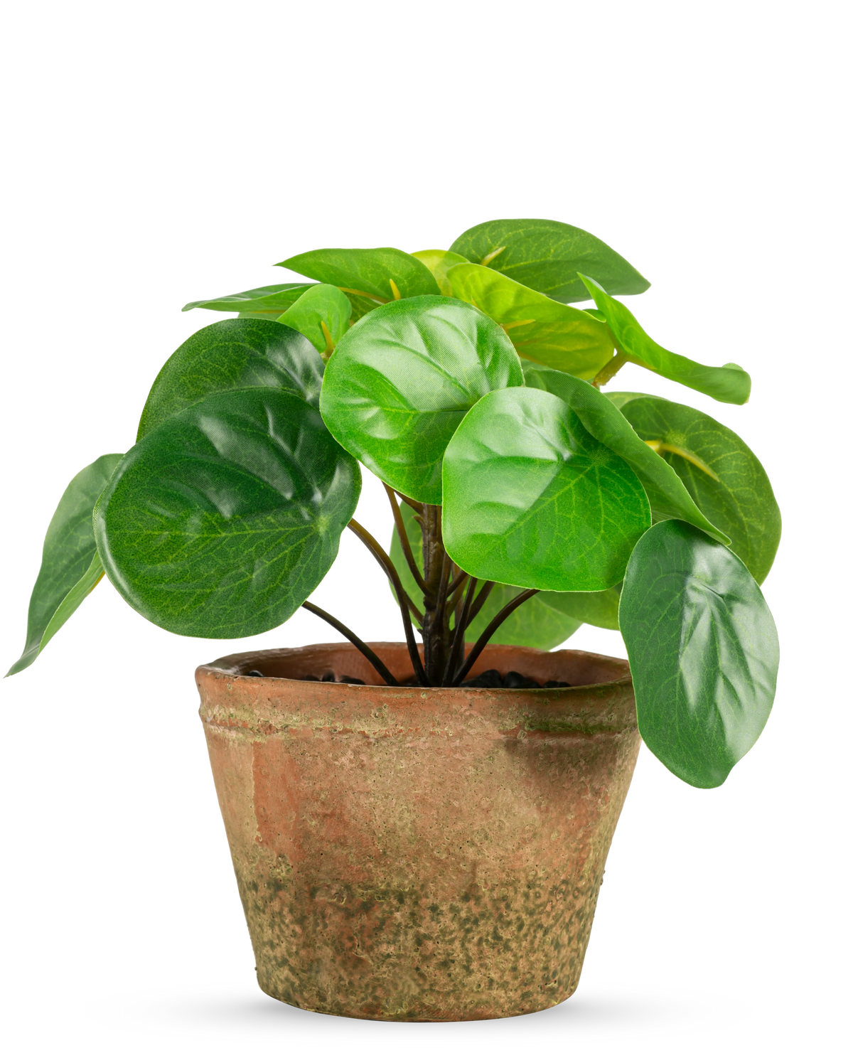 Kunstplanten Pilea i potte mini UV 15 cm har runde, blanke grønne blade i en forvitret brun terracotta potte, mod en almindelig hvid baggrund.