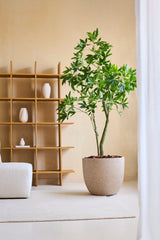 De Kunstplant Pachira 180 cm met levendige groene bladeren staat op een licht vloerkleed in een minimalistische woonkamer, naast een houten plank met witte vazen en een witte fauteuil met structuur.