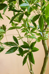 Close-up van een Kunstplant Pachira 180 cm met glanzend groene, lancetvormige bladeren en lichtbruine stengels tegen een beige achtergrond.