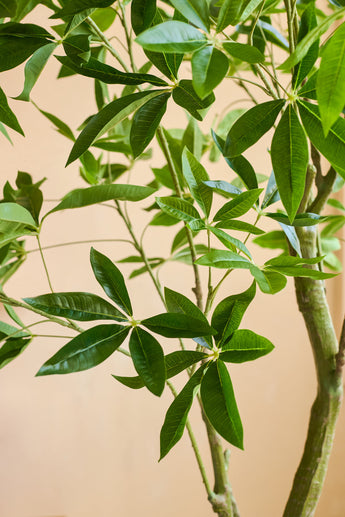 Close-up van een Kunstplant Pachira 180 cm met glanzend groene, lancetvormige bladeren en lichtbruine stengels tegen een beige achtergrond.