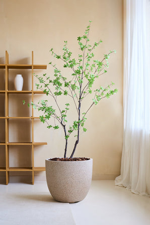 Den kunstige plante Enkianthus 180 cm, et naturtro kunstigt træ med grønne blade i en stor beige plantekasse fyldt med brune sten, er placeret i et minimalistisk rum med en træhylde, hvid vase, cremefarvede vægge og gennemsigtige hvide gardiner.