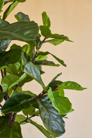 Nærbillede af Artificial Ficus Tobacco Plant Deluxe 180 cm, med sine frodige, blanke grønne blade og slanke brune stængler mod en almindelig beige baggrund.