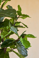 Close-up van de Kunstplant Ficus Tabaksplant Deluxe 180 cm, met zijn weelderige, glanzende groene bladeren en slanke bruine stelen tegen een effen beige achtergrond.