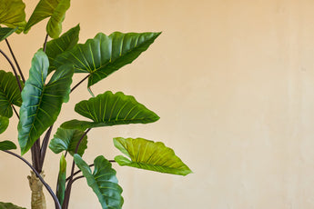 Den kunstige plante Calocasia 210 cm har store grønne blade med synlige årer på mørke stængler, som står mod en almindelig beige væg for et enkelt, naturligt udseende indendørs.