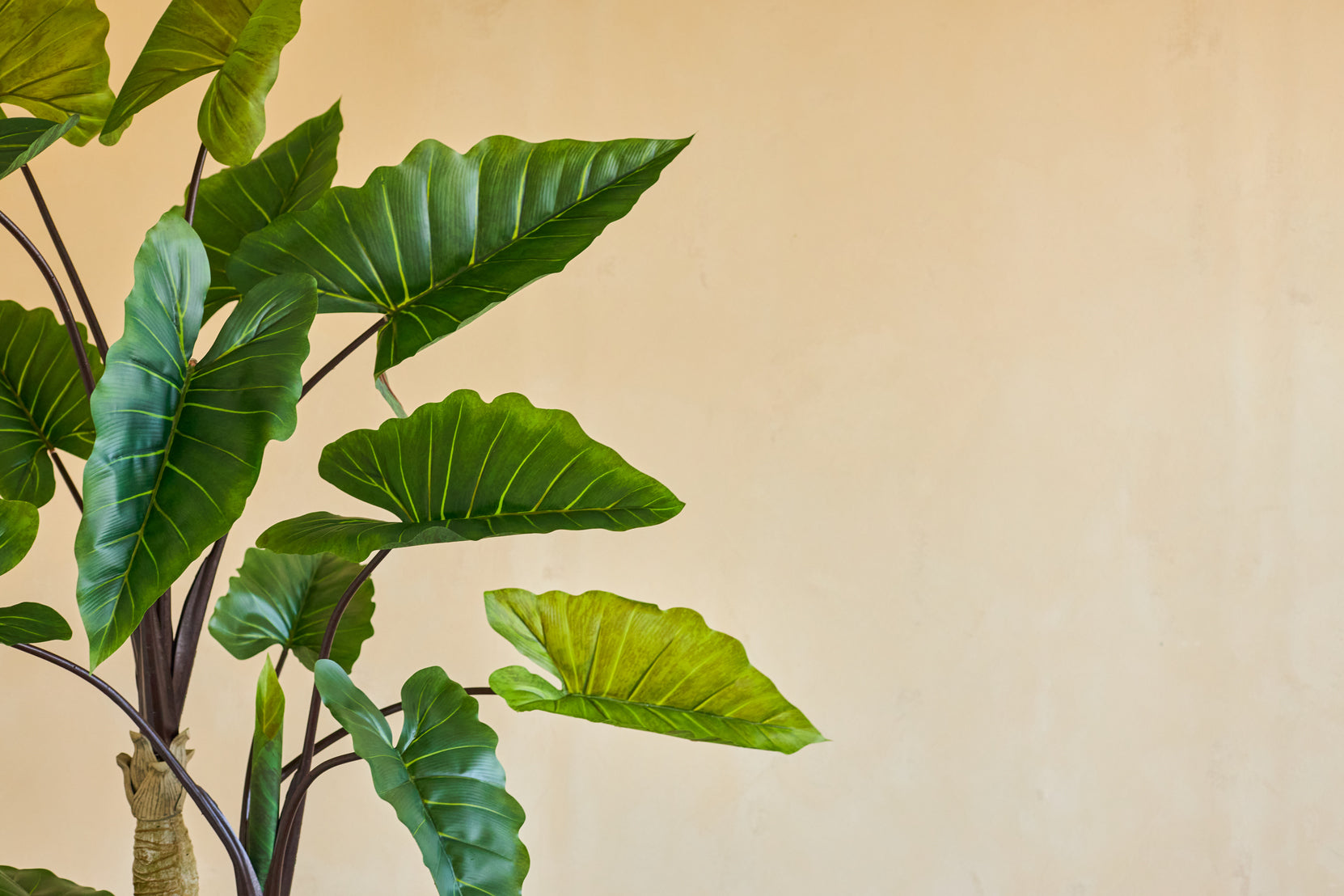 De Kunstplant Calocasia 210 cm heeft grote groene bladeren met zichtbare nerven op donkere stelen, die tegen een effen beige muur staan voor een eenvoudige, natuurlijke uitstraling binnenshuis.