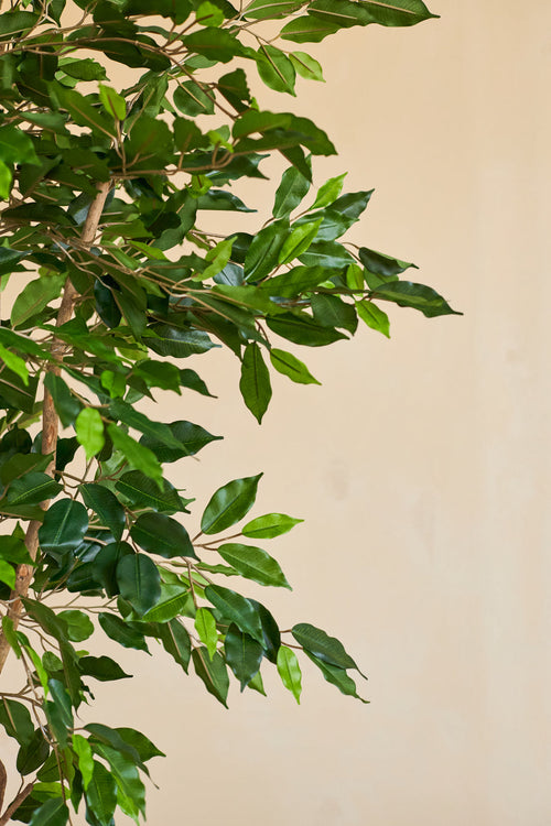 Et nærbillede af den kunstige plante Ficus Grøn 180 cm med slanke grene i en dekorativ potte, mod en almindelig beige baggrund.