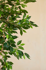 Et nærbillede af den kunstige plante Ficus Grøn 180 cm med slanke grene i en dekorativ potte, mod en almindelig beige baggrund.