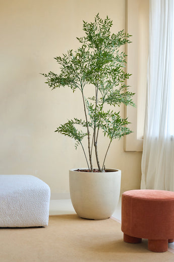 Den kunstige plante Ruscus 180 cm, med slanke grene og grønne blade, står på et beige gulv ved siden af ​​en hvid tekstureret sofa og en rund terracotta fodskammel i et blødt oplyst rum med cremefarvede vægge og gennemsigtige hvide gardiner.