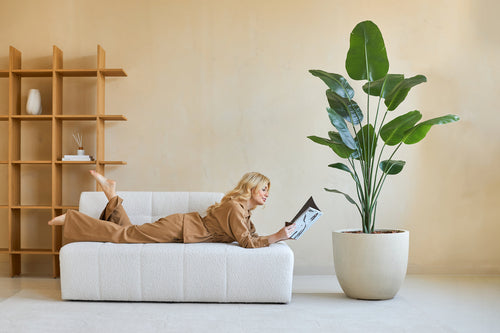 En kvinde i brunt loungetøj læser et blad på en hvid sofa. Bag hende bringer den kunstige Strelitzia 180 cm ægte touch-plante frodig grønt til den moderne, minimalistiske indretning.