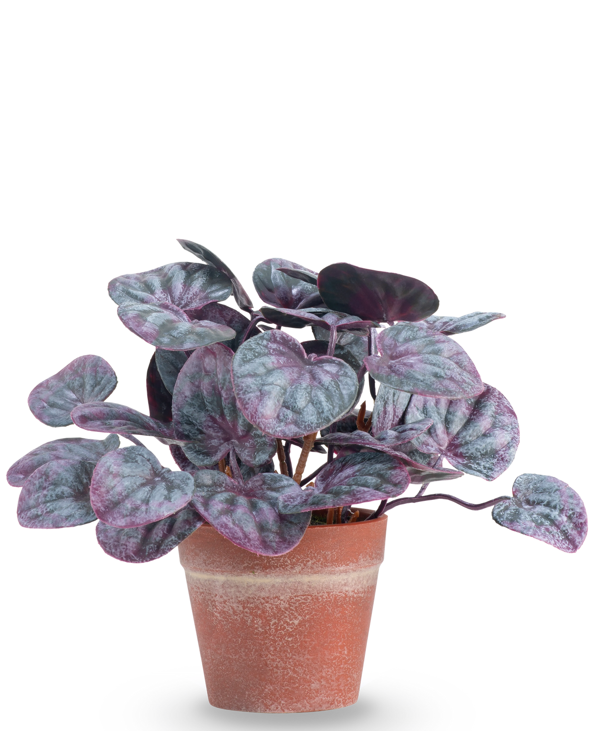 Den kunstige plante Rugose blad 16 cm grå er en kunstig plante med runde, farverige blade i lilla og grønne toner i en terracotta krukke mod en almindelig hvid baggrund.