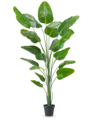 Kunstig plante Strelitzia 240 cm ægte touch