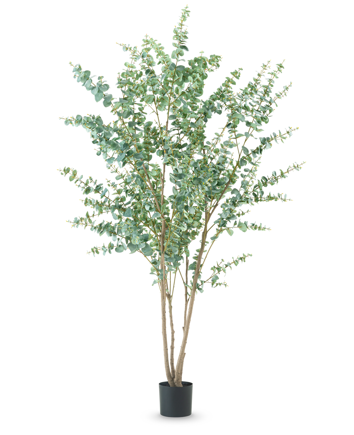Den kunstige plante Eucalyptus 240 cm er en høj kunstig plante med flere tynde træagtige stængler og runde grønne blade, vist i en simpel sort potte mod en almindelig hvid baggrund.