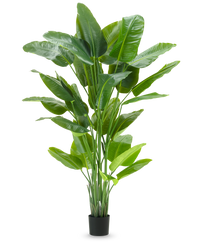 Kunstig plante Strelitzia Real Touch Deluxe 210 cm