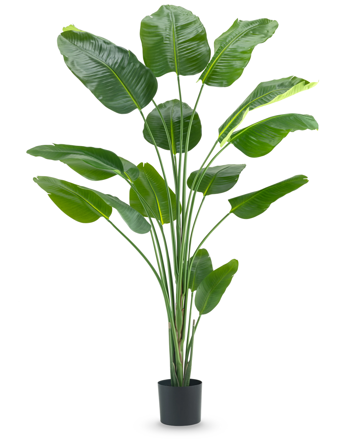 Den kunstige plante Strelitzia 210 cm ægte touch har lange, slanke stængler og store, blanke grønne blade mod en almindelig hvid baggrund.