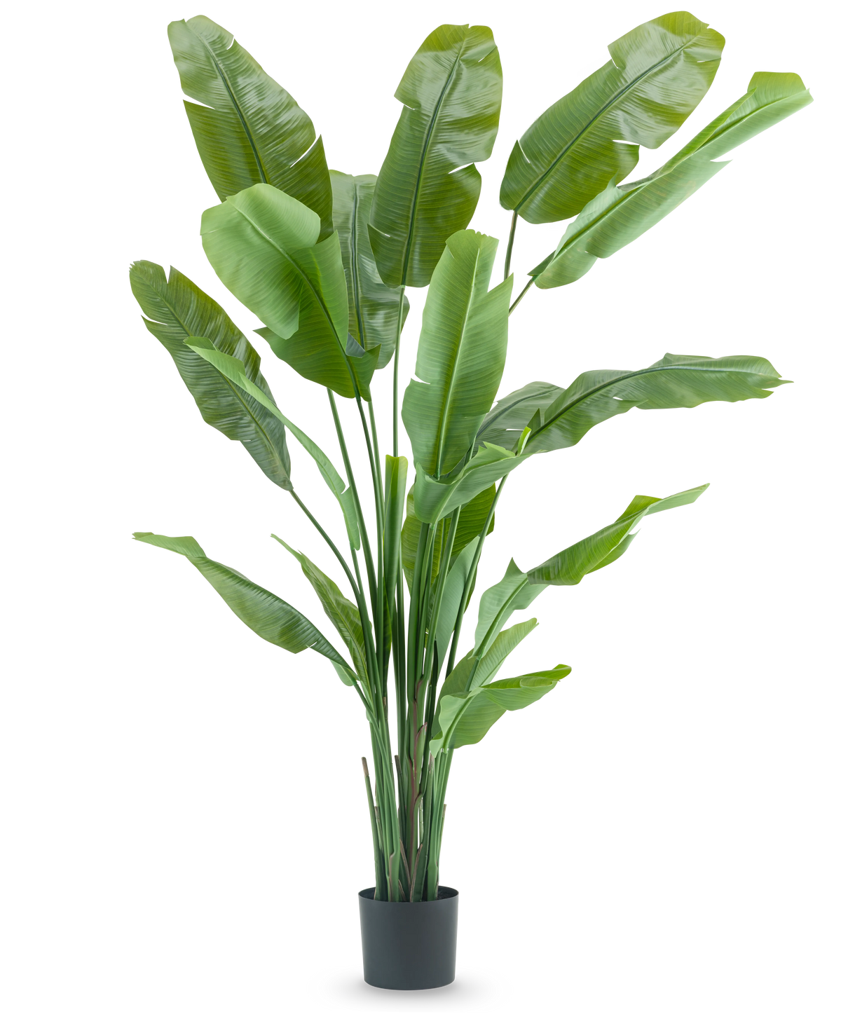 Kunstplanten Strelitzia Nicolai Deluxe 210 cm har lange, brede grønne blade i en enkel sort potte på hvid baggrund. Denne tropiske kunstige plante giver ethvert rum en frodig, tropisk flair.