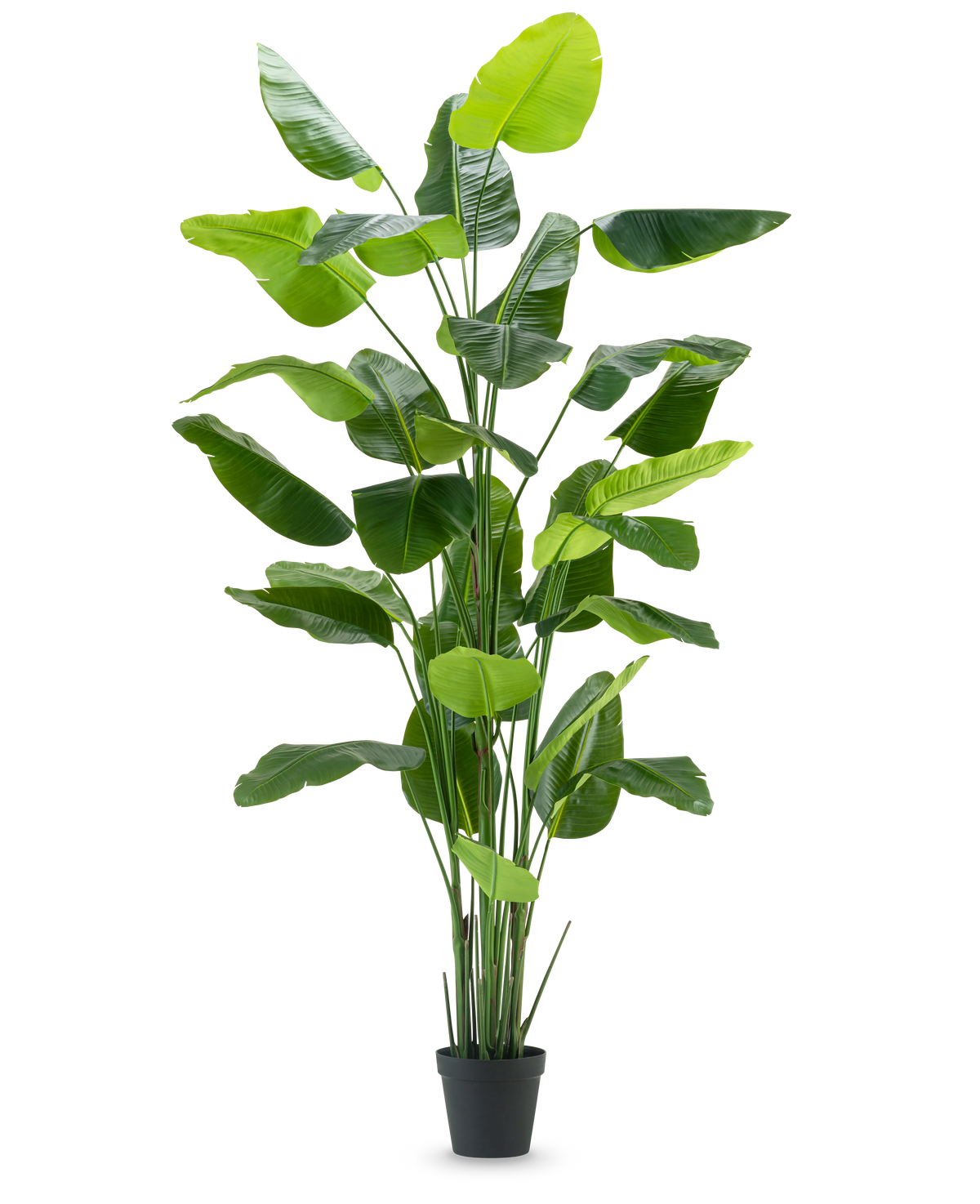 Den kunstige plante Strelitzia Real Touch Deluxe 300 cm er en høj kunstig plante med lange, brede grønne blade i en sort potte, afbildet mod en almindelig hvid baggrund.