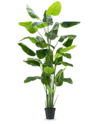 Kunstig plante Strelitzia Real Touch Deluxe 300 cm