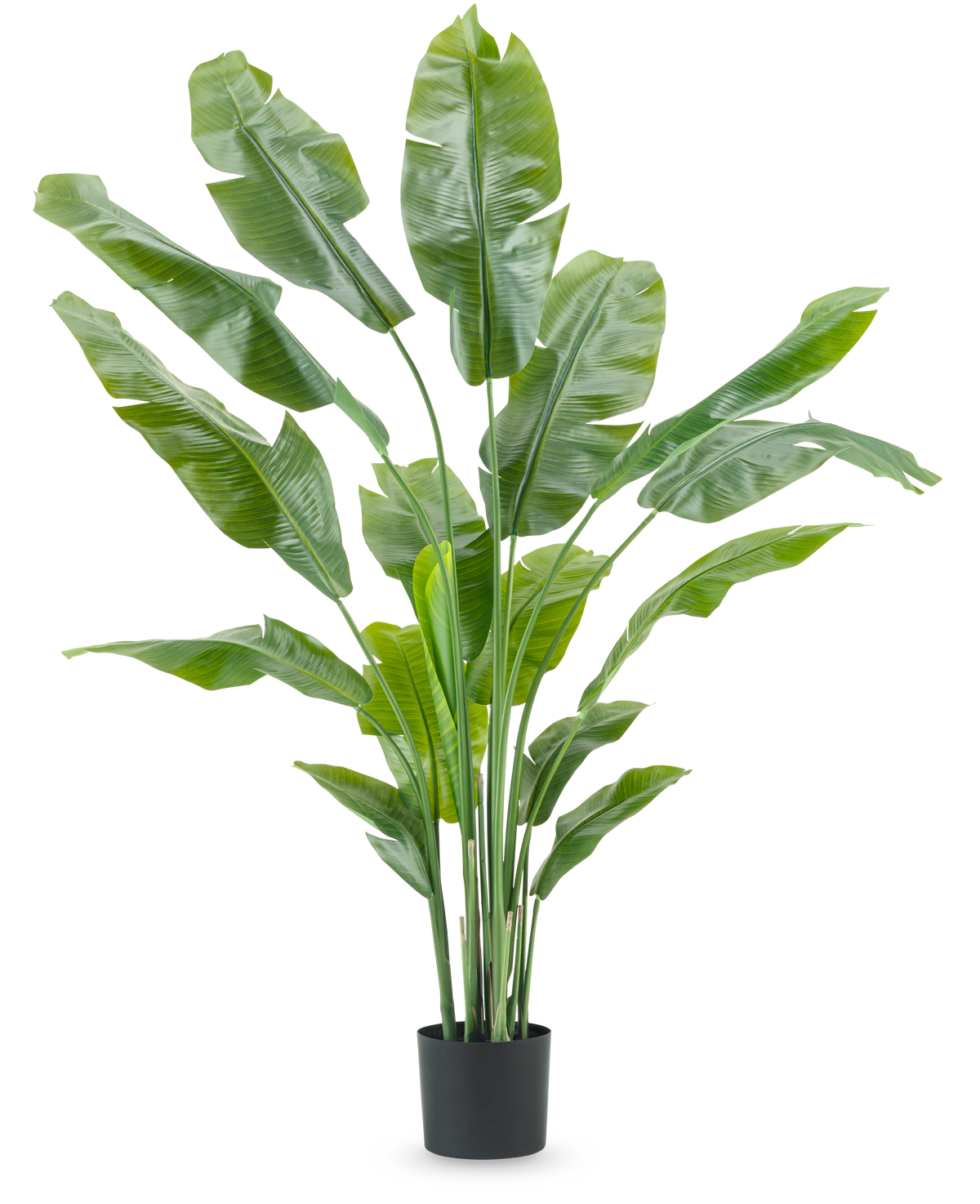 Kunstig plante Strelitzia Nicolai Deluxe 180 cm med lange, brede grønne blade i en enkel sort potte skiller sig ud mod en almindelig hvid baggrund - en slående stueplante og stilfuldt indretningsstykke til ethvert interiør.
