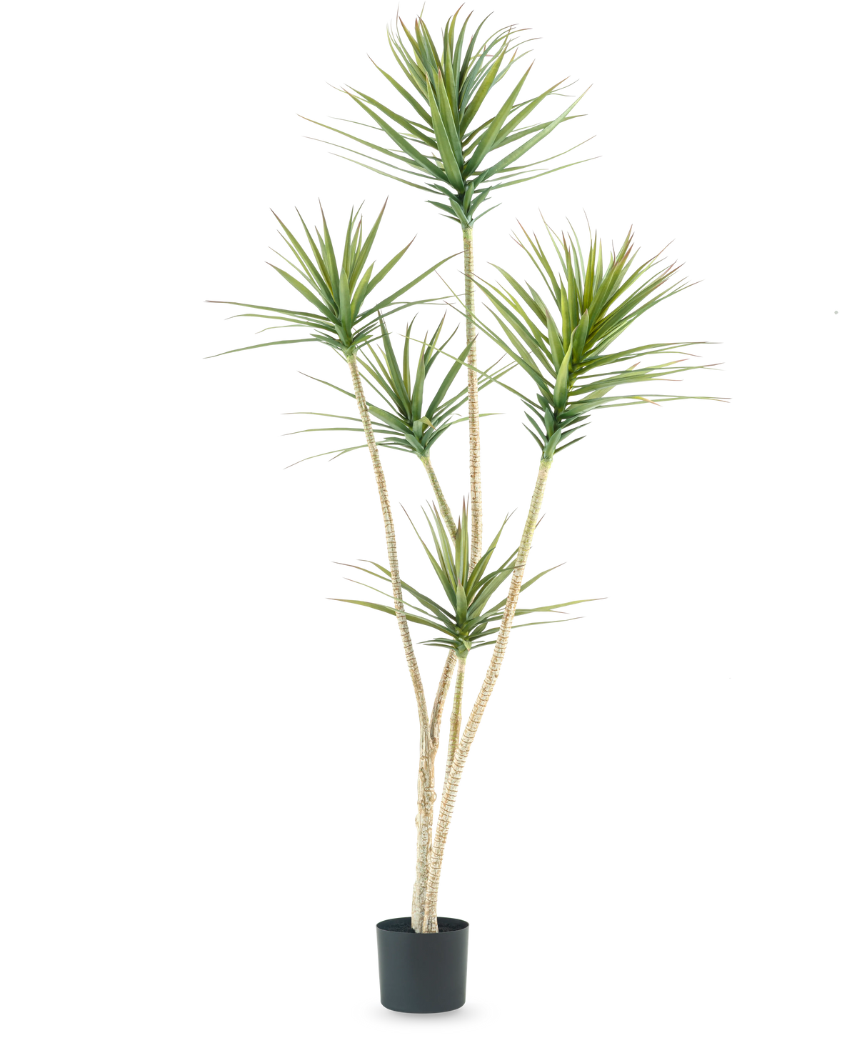 Den kunstige plante Dracaena Fragnans 180 cm er en høj kunstig plante med flere lange, slanke stængler og klaser af spidse grønne blade mod en almindelig hvid baggrund.