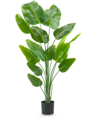 Kunstig plante Strelitzia 180 cm ægte touch